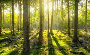 13 гектаров территории прилегающего леса