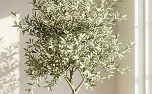 300-летние оливы на территории