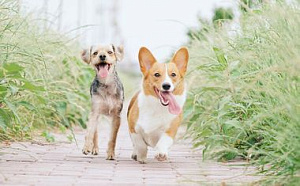 Лапомойка для питомцев в холле